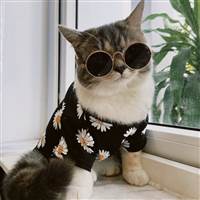 Thần Mèo Phím Mã