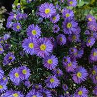 Ăn ít no dai, Ăn nhiều tức bụng