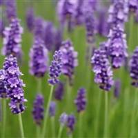 violet