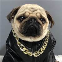 Bulldog X.O