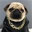 Bulldog X.O