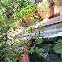 L14 70 Đổi Tên