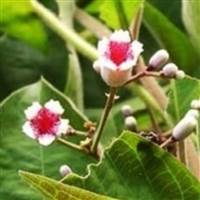 Mặc Quân Huyền