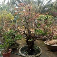 Nhẫn Vạn Sự Thành