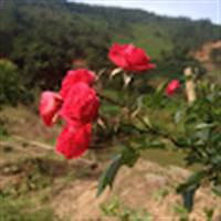 Duy Mr
