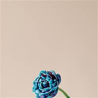 Noname