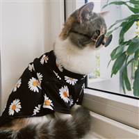 Cat trader