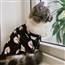 Cat trader