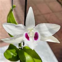 Chú Gầy