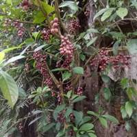 Đỗ Văn Giáp