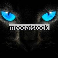 meocatstock