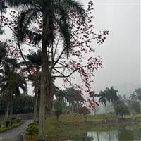 Nguyen duy Thai