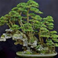 nam nguyen bonsai