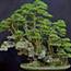 nam nguyen bonsai