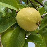 tờ hức