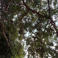 Vặt lông tím tái