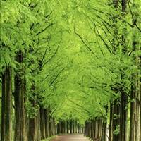 Nguyễn Hiền Hạnh