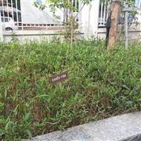 Tin Giả Chuyên Đưa