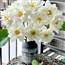 Orchids
