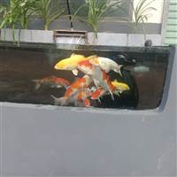 Điệp Stock