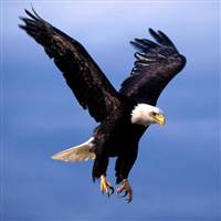 Nguyễn Đức Thịnh