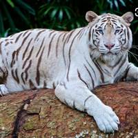 Whitetiger