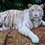 Whitetiger