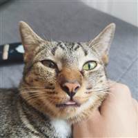 Bùi Cảnh Thái
