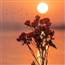 Tinh