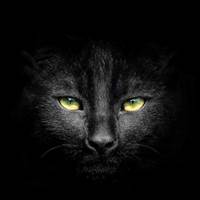 Black Cat🐈