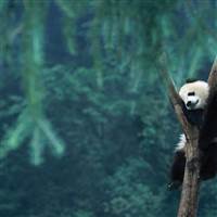 Gấu Panda
