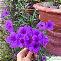 Nguyễn Phương đào