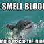 baby shark