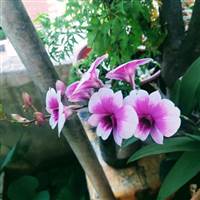 Người Giữ Đảo