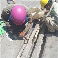 Tiêu Diệt Chim Lợn