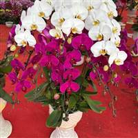 Nguyễn Phát Lộc