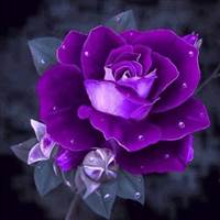 Purple Rose