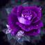 Purple Rose