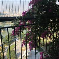 Chiều Tím