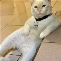 Thần điêu đại bịp