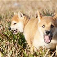 Shiba Inu 