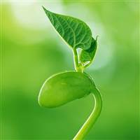 Đầu Cơ Cờ Đâu