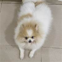 Người Tình Mùa Thu