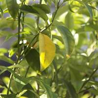 Khanh Linh Nguyen Thi