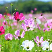 Cosmos