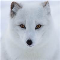 Arctic Fox