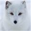 Arctic Fox