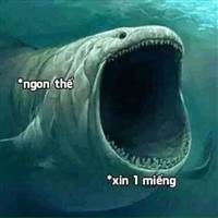 Cá Mập 