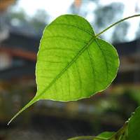 VinhCK