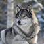 Single wolf